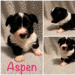 Aspen - Black and white female Cardigan Welsh Corgi puppy in Box Elder, South Dakota from BELieve Cardigan Welsh Corgis