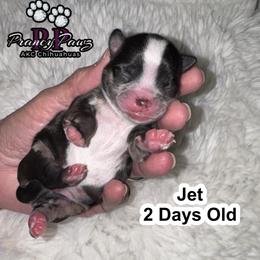 Jet - Merle male Chihuahua puppy in Columbus, Nebraska from Prancy Pawz