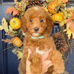 Sweet Pea - Red  female Goldendoodle puppy in Murrieta, California from Apricot Poodles & Goldendoodles, LLC