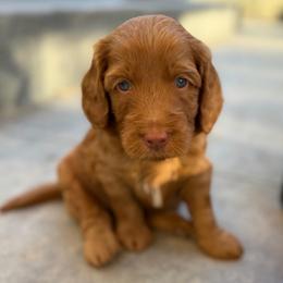 Maximus - Apricot male Goldendoodle puppy in San Jose, California from Red White and Doodle