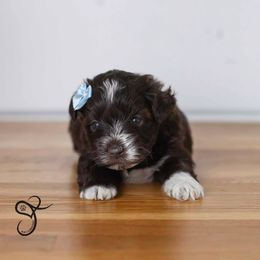 Rainey - Liver female Miniature Schnauzer puppy in Diamond Valley, Utah from JoJo's Schnauzers