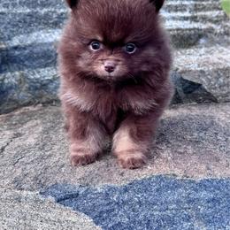 Carlton - Chocolate male Pomeranian puppy in Canandaigua, New York from Fingerlakes Pomeranians