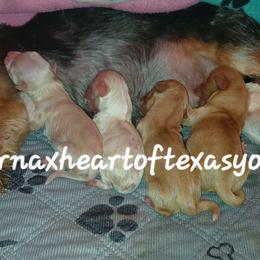 ChaRité - Parti female Yorkshire Terrier puppy in Humble, Texas from Marnax Yorkshire Babies
