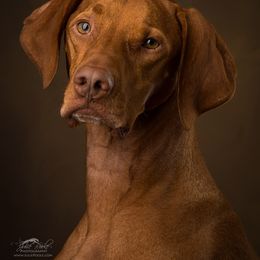 Brittany and Vizsla All Grown Up from Dzika Place Kennels