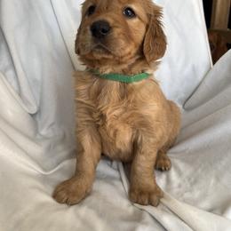 Golden Retriever Puppies from Thoroughmark Retrievers