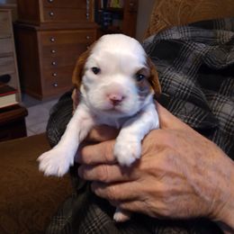 Cavalier King Charles Spaniel Puppies from Muddy Paws Cavaliers