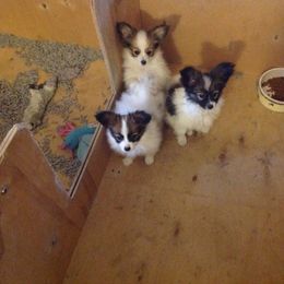 Papillon All Grown Up from Noble's Papillons