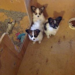 Papillon All Grown Up from Noble's Papillons
