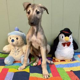 Male 4 - Black Sable Fawn with White - Fawn and white male Greyhound puppy in Steamboat Rock, Iowa from River Valley Canines