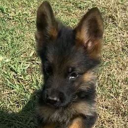 Andy - Black and red male German Shepherd puppy in Youngsville, North Carolina from Di casa Esperanza