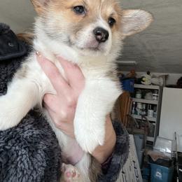 Pembroke Welsh Corgi Puppies from Enok Corgis