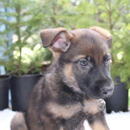 Aquila - Sable female German Shepherd puppy in Oakland, Oregon from VHM German Shepherds