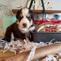 Pita - Tri-color female Bernedoodle puppy in Gilbert, Arizona from The Berne Barn... it’s a Doodle thing!