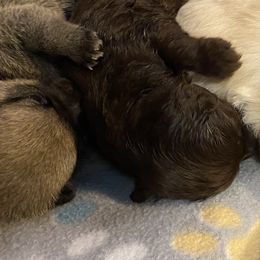 Pomeranians from Nikki’s Poms