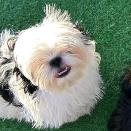 Chewy - Black and white male Shih Tzu puppy in Victorville, California from Precioustzus