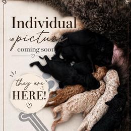 Coming Soon - Black female Poodle puppy in Spring Hill, Florida from Lecanto Puppy