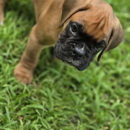Harper - Fawn female Boxer puppy in Billings, Missouri from Azaleas Euro Boxers & Boston Terriers