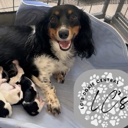 Dachshunds from LC's Doxie Central
