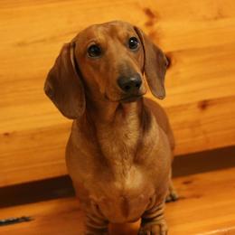 Jimi - Dachshund