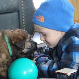 Australian Shepherd and Soft Coated Wheaten Terrier Puppies from Ironwood Ridge Kennels