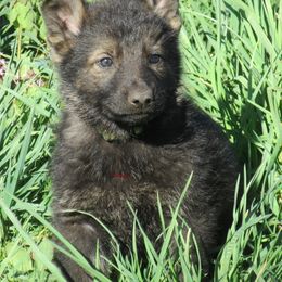 German Shepherd Puppies from Parsons German Shepherds