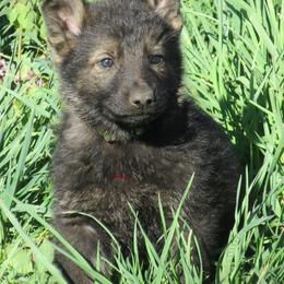 German Shepherd Puppies from Parsons German Shepherds