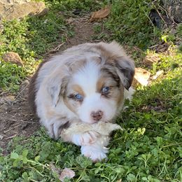 Australian Shepherd Puppies from Twisted Acres Aussies