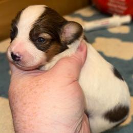Girl 1 AKC - White and sable female Papillon puppy in Blue Ridge, Georgia from Butterfly Ridge