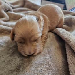 Boy 2 - Red male Dachshund puppy in Lebanon, Oregon from Willow Moons Dachshunds