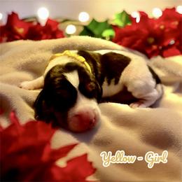 Yellow Collar - Girl - Tri-colored female Treeing Walker Coonhound puppy in Lovelady, Texas from 3 Color’s Kennel Walker Division