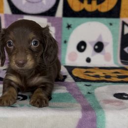 Chocolate cream - Chocolate and cream female Dachshund puppy in Poteau, Oklahoma from Sisters Dazzling Dachshunds