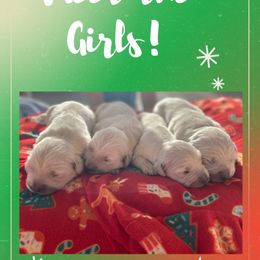 Golden Retriever Puppies from Golden Star Ranch
