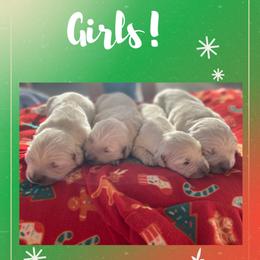Golden Retriever Puppies from Golden Star Ranch