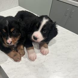 Bernedoodle Puppies from Cove Creek Companions