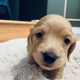 Dachshund Puppies from Guiley Doxies