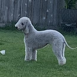 Bedlington Terriers from Kim bedlingtons