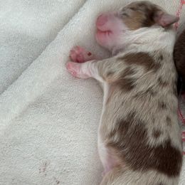 Boy 1 - Red merle Miniature American Shepherd puppy in Easley, South Carolina from Tanya Strickland