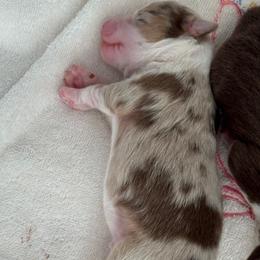 Boy 1 - Red merle Miniature American Shepherd puppy in Easley, South Carolina from Tanya Strickland