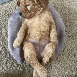 Goldendoodle Puppies from Ming’s Dynasty Doodles