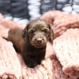 Oslo - Red male Dachshund puppy in Eaton, Ohio from Miniature Alphas Dachshunds