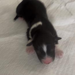 Lance - Black tri-color male Australian Shepherd puppy in Cypress, Texas from Cypress Aussies