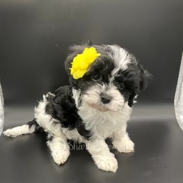 Cavapoo Puppies from Sharices Cavapoos