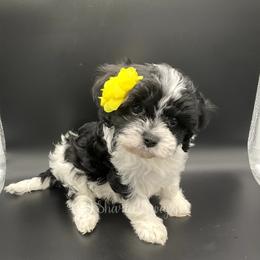 Cavapoo Puppies from Sharices Cavapoos