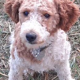 Koda - Aussiedoodle