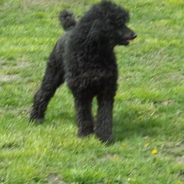 Lily - Poodle