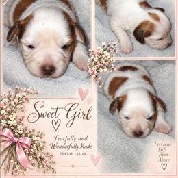 Tinker - Parti female Miniature Schnauzer puppy in Silsbee, Texas from Kisses cuddles and snuggles