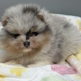 Jasmine - Blue merle female Pomeranian puppy in Newark, Ohio from Keeperofstars Pomeranians