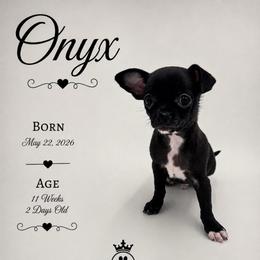 AKC Onyx - Black and white male Chihuahua puppy in Columbus, Nebraska from Prancy Pawz
