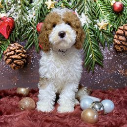Bernedoodle and Goldendoodle Puppies from I Dream of Doodles
