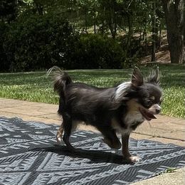 Milly mill - Blue and tan female Chihuahua puppy in Waxhaw, North Carolina from East Coast Bull Terriers N Chihuahuas